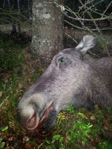 Kvige felt i Volla.jpg - Henrik felte ei ku i marka mellom Volla og Viken